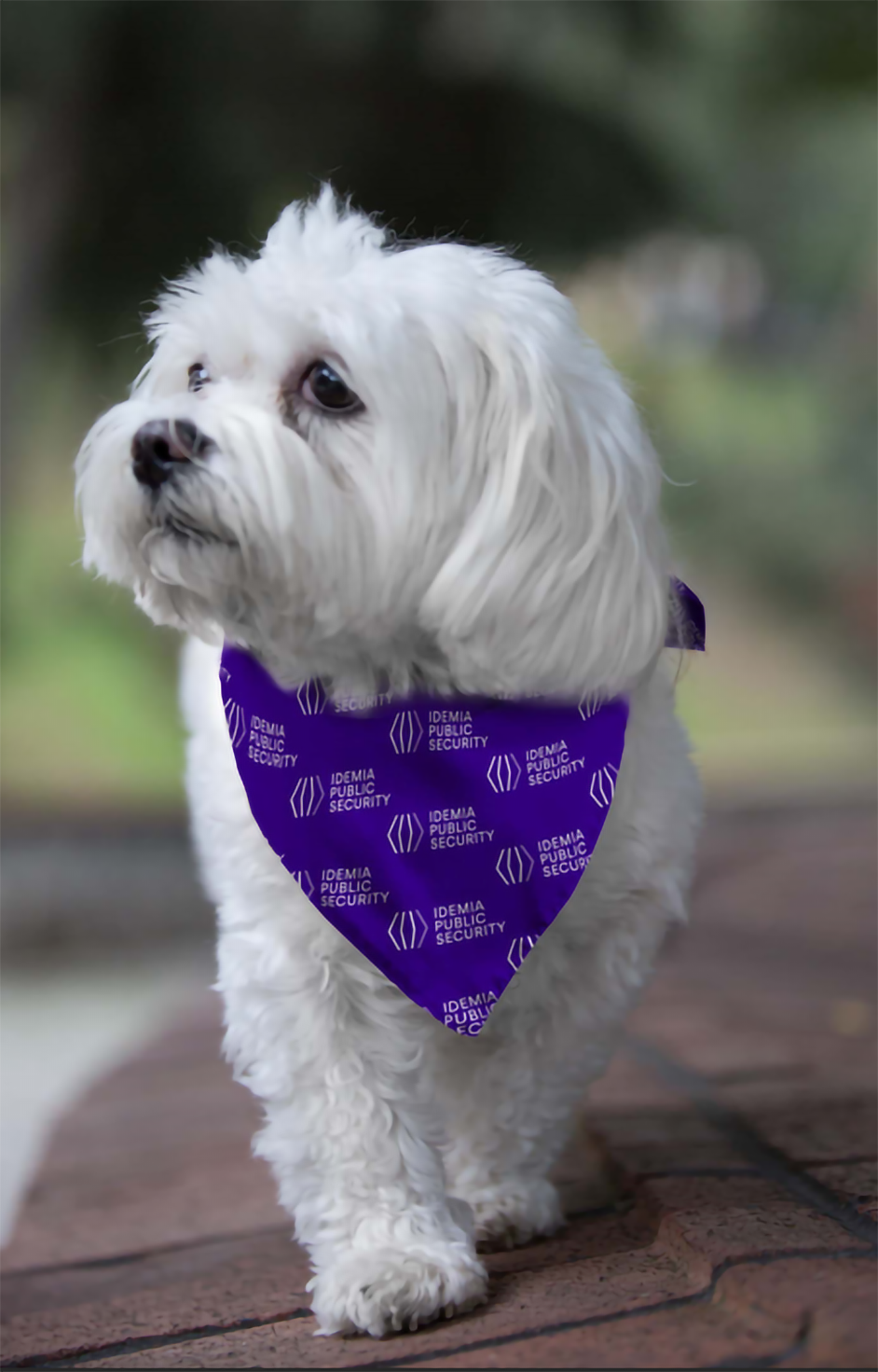 IPS Pet Bandana